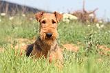 AIREDALE TERRIER 172